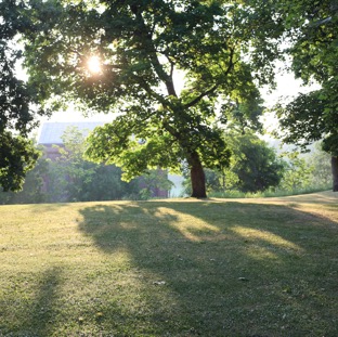 puita ja aurinkoa